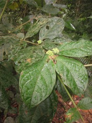 Cordia nodosa