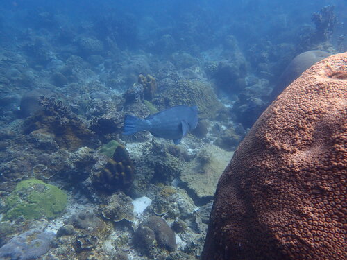 Bumphead Parrotfish