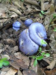 Omphalotus mexicanus