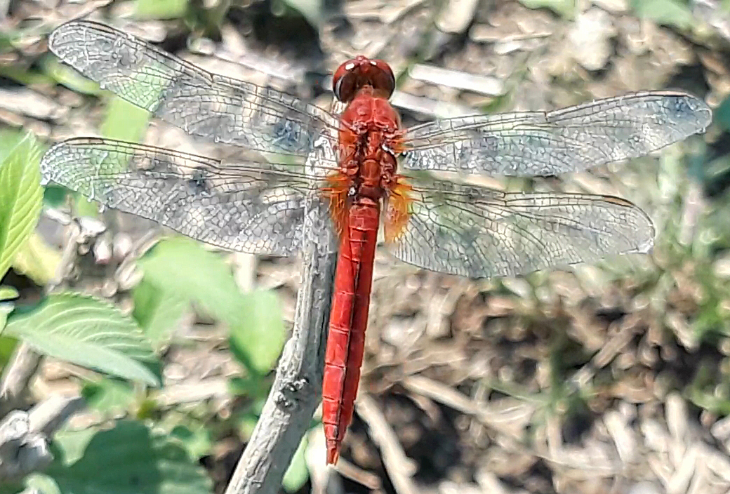 Scarlet Skimmer