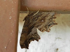 Polygonia egea