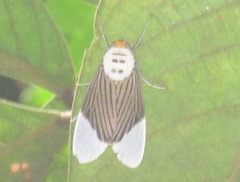 Ischnognatha semiopalina