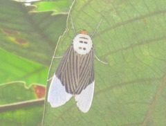 Ischnognatha semiopalina