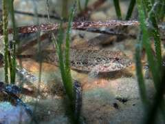 Gobius couchi