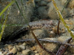 Gobius couchi
