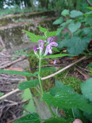 Lamium maculatum