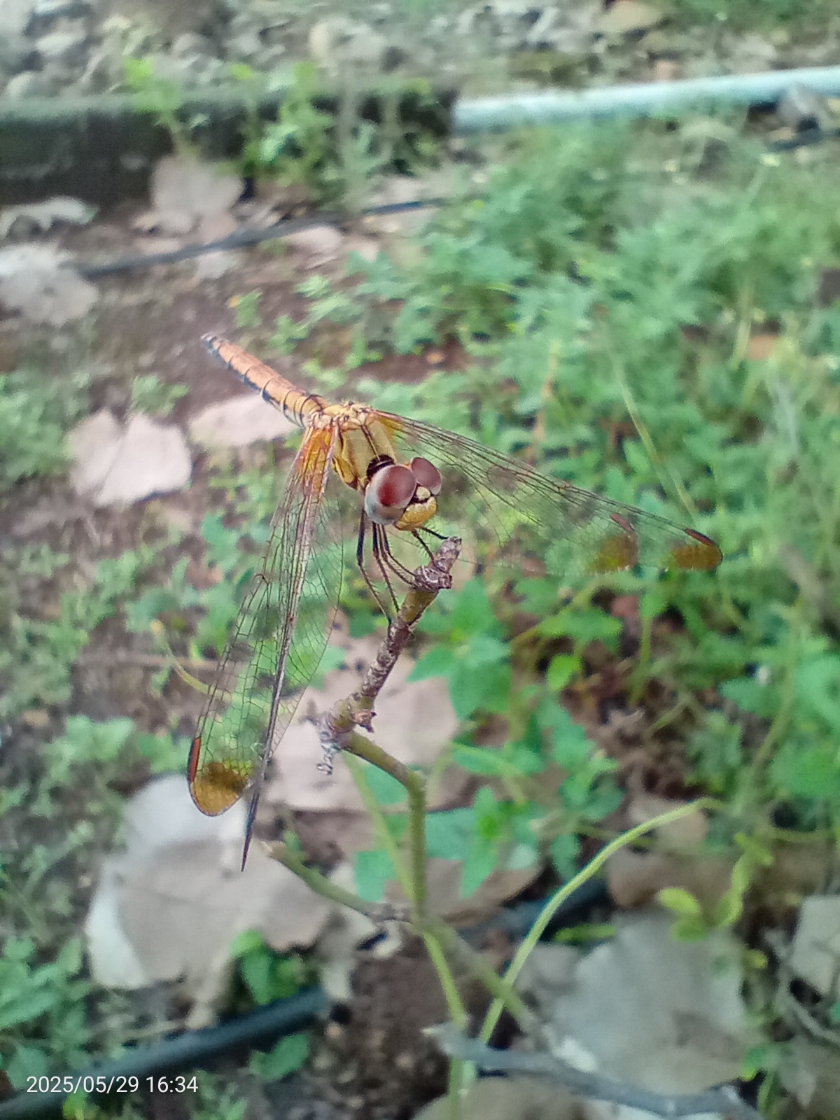 Crimson Marsh Glider