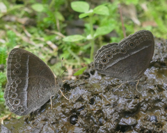 Mycalesis janardana