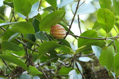 Garcinia gummi-gutta: Herkunft und Verwendung — Foto 2