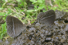 Mycalesis janardana