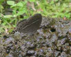 Mycalesis janardana