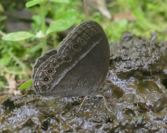 Mycalesis janardana