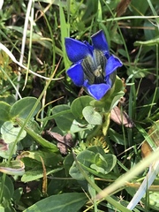 Gentiana calycosa