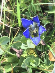 Gentiana calycosa