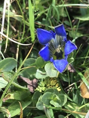 Gentiana calycosa