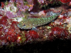 Gobius fallax