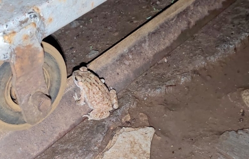 Asian Common Toad