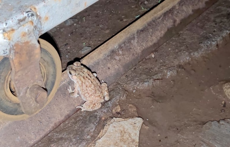 Indian Common True Toad