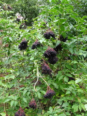 Sambucus nigra