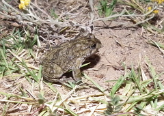 Vandijkophrynus angusticeps