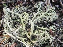Cladonia submitis