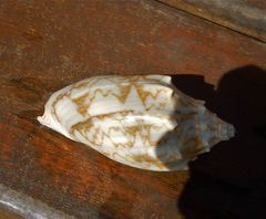 Cymbiola vespertilio