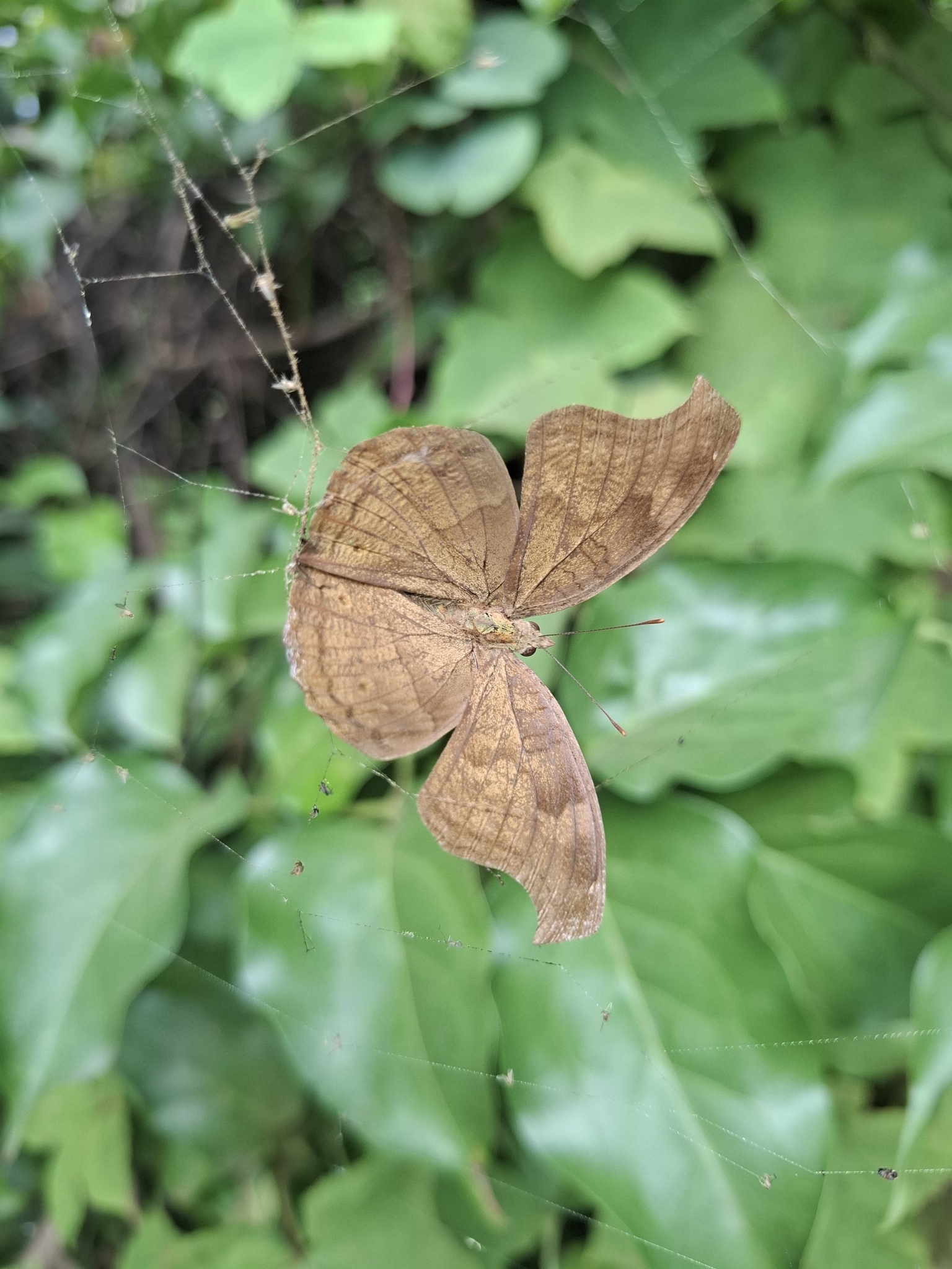 Chocolate Pansy