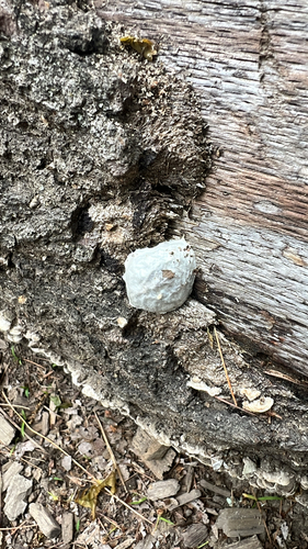 False Puffball