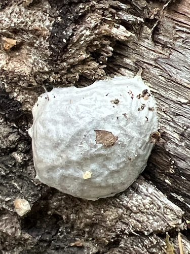 False Puffball