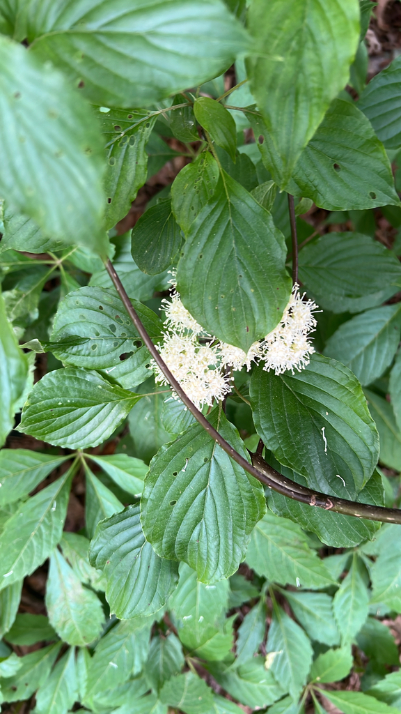 alternate-leaved dogwood