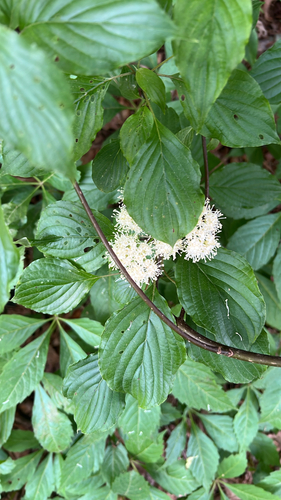 alternate-leaved dogwood