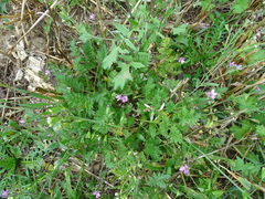 Erodium cicutarium