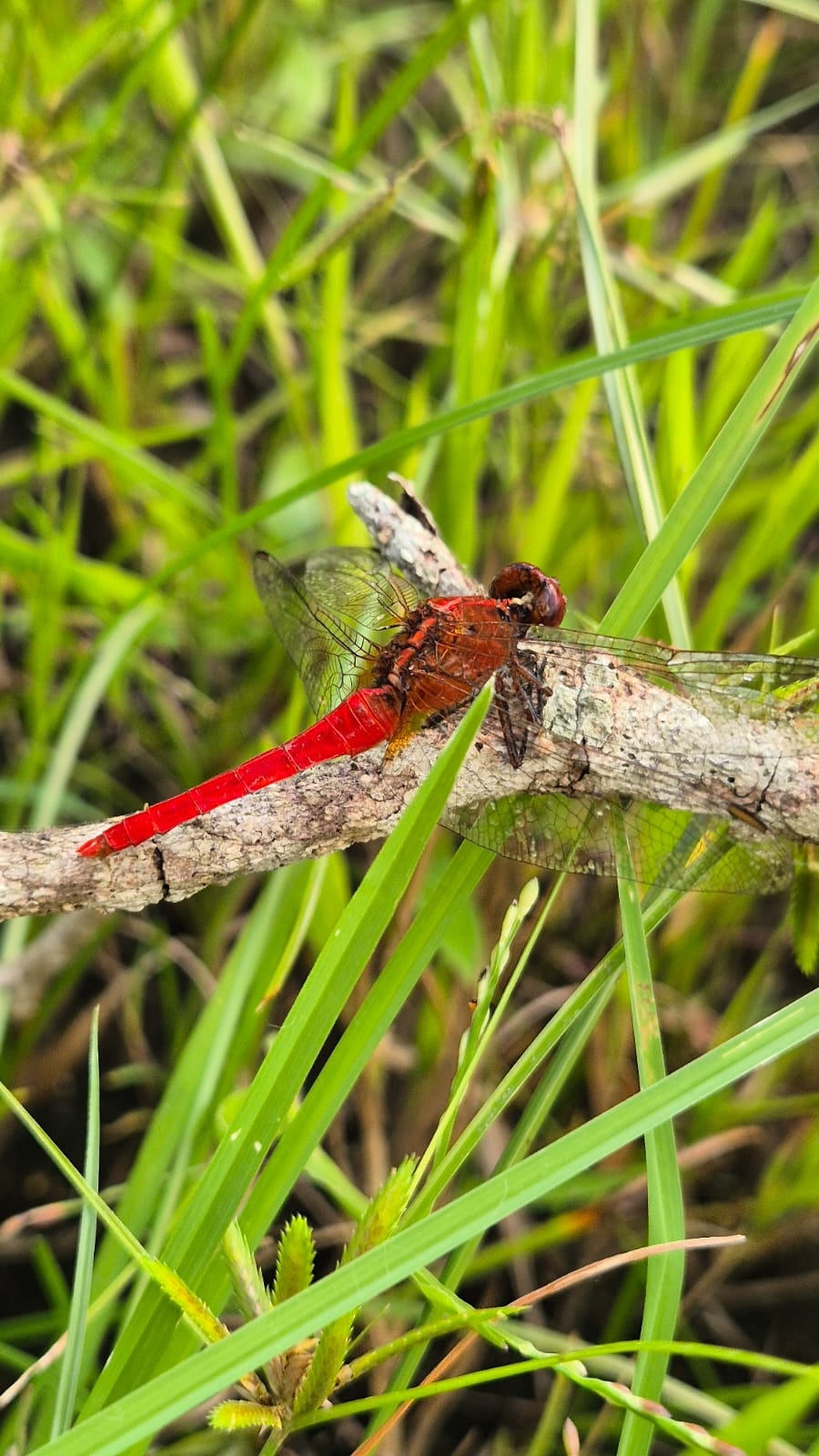 Rufous Marsh Glider