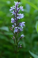 Dactylorhiza fuchsii
