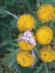 Petrophila confusalis