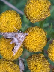 Petrophila confusalis