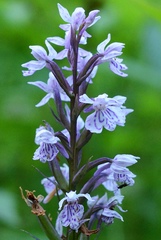 Dactylorhiza fuchsii