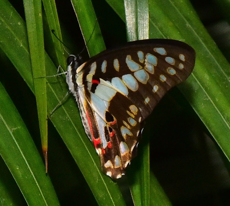 Common Jay
