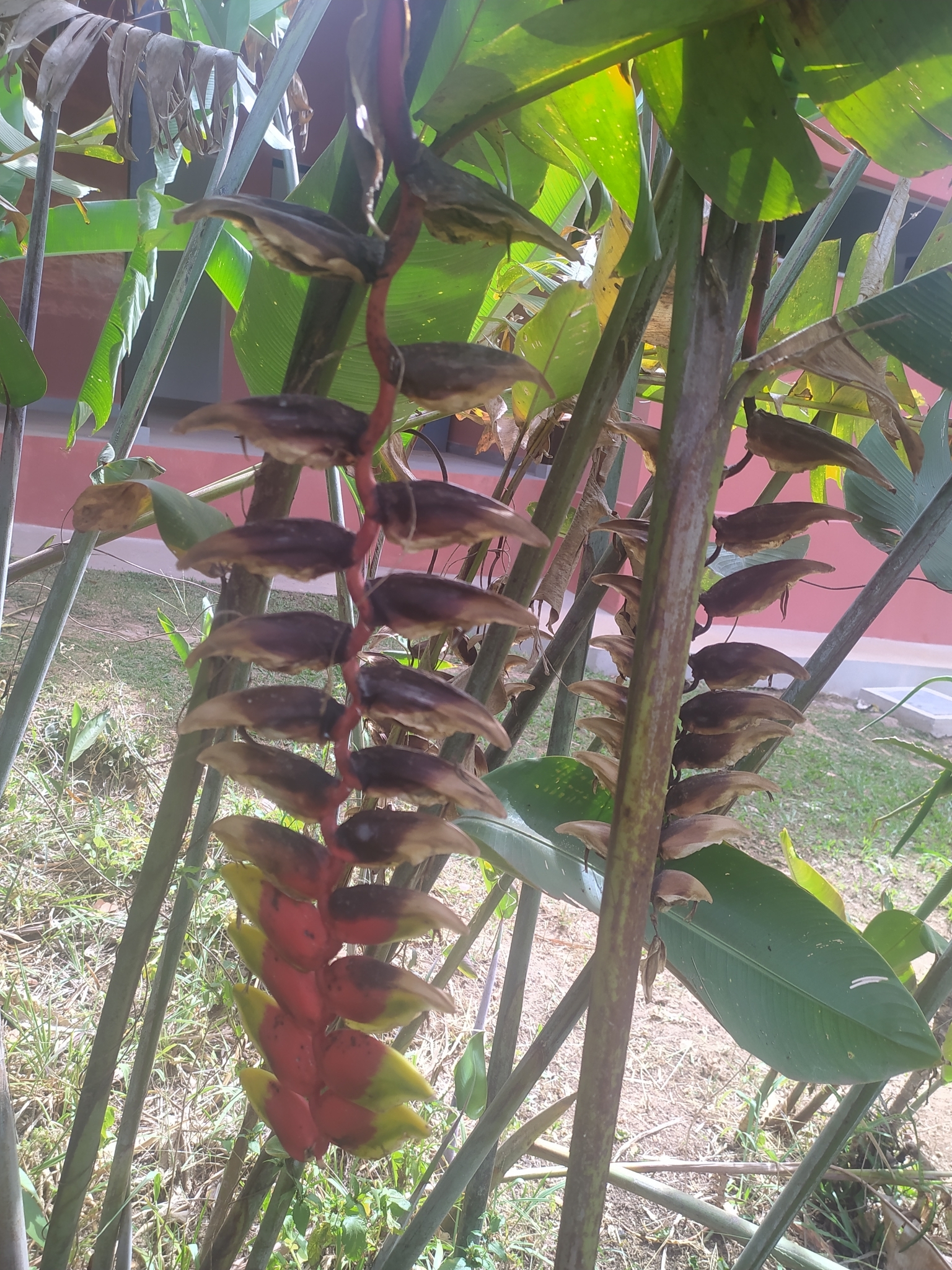 Heliconia rostrata