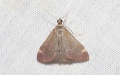 Pyrausta grotei