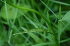 Dactylorhiza fuchsii