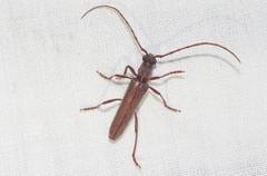 Aneflomorpha lineare