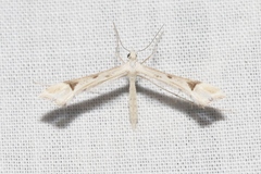 Paraplatyptilia fragilis