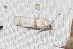 Acroncosa albiflavella
