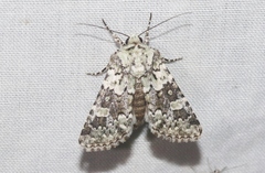 Lacinipolia strigicollis