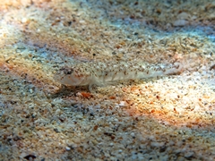Pomatoschistus marmoratus