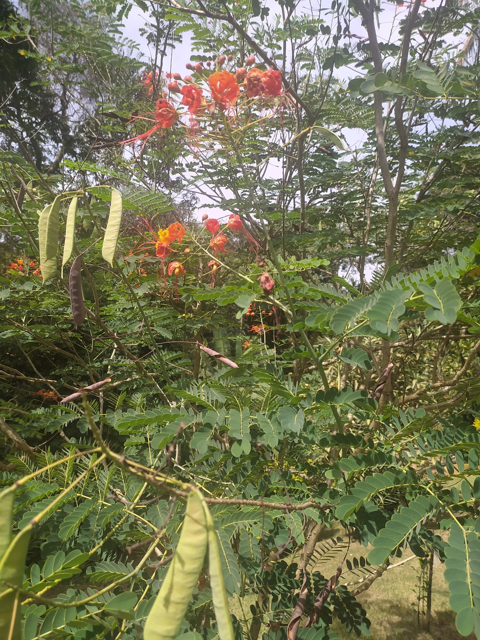 Caesalpinia pulcherrima