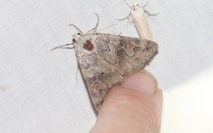 Drasteria scrupulosa