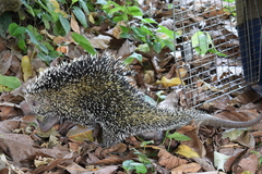 Coendou longicaudatus