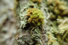 Zygodon viridissimus